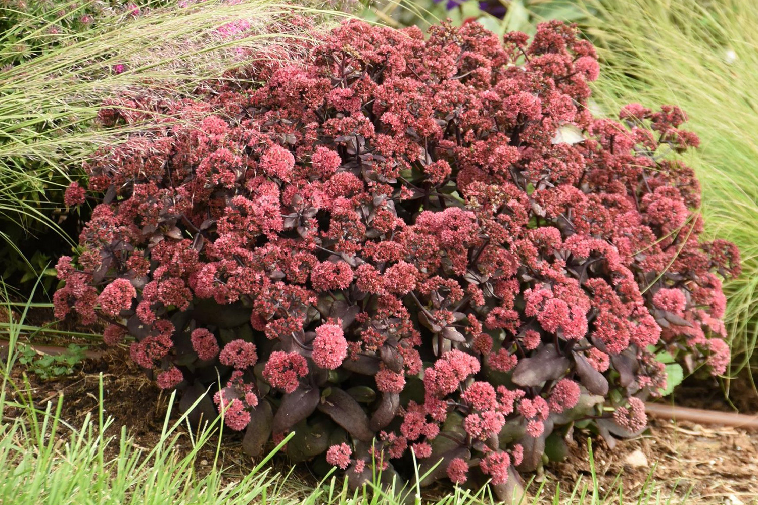 Sedum